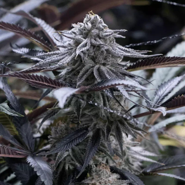 Grape Juice - SILENT SEEDS | TanieSianie.pl