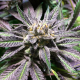 Grape Juice - SILENT SEEDS | TanieSianie.pl