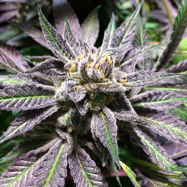 Grape Juice - SILENT SEEDS | TanieSianie.pl