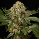 OG Kush - SILENT SEEDS | TanieSianie.pl