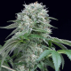 Starfire OG - SILENT SEEDS | TanieSianie.pl