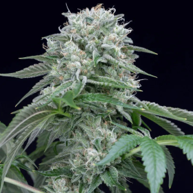 Starfire OG - SILENT SEEDS | TanieSianie.pl