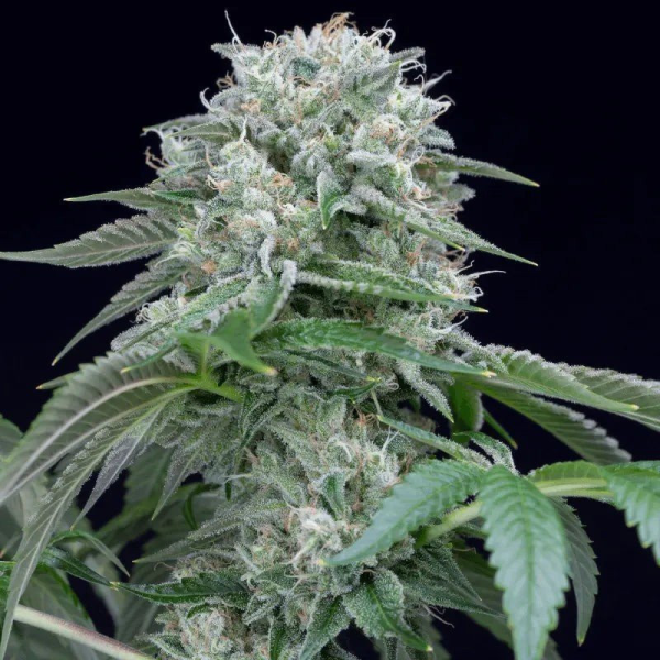 Starfire OG - SILENT SEEDS | TanieSianie.pl