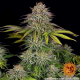 Critical Kush - BARNEY’S FARM | TanieSianie.pl
