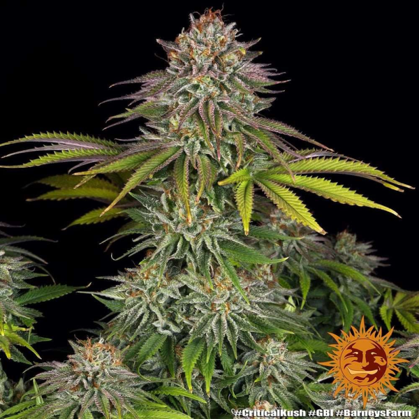 Critical Kush - BARNEY’S FARM | TanieSianie.pl