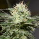 Lemon Sorbet - SILENT SEEDS | TanieSianie.pl