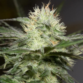 Lemon Sorbet - SILENT SEEDS | TanieSianie.pl