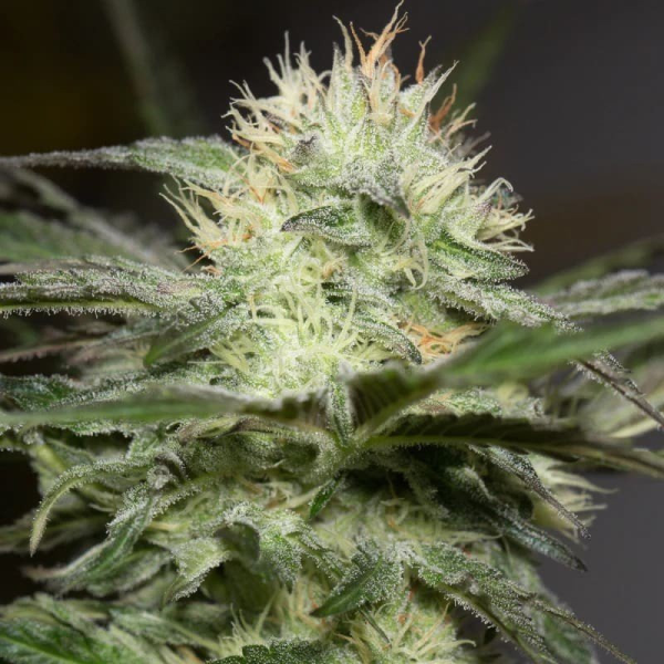 Lemon Sorbet - SILENT SEEDS | TanieSianie.pl