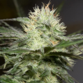 Lemon Sorbet - SILENT SEEDS