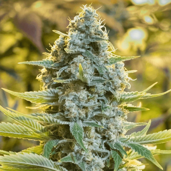 Moby Dick - SILENT SEEDS | TanieSianie.pl