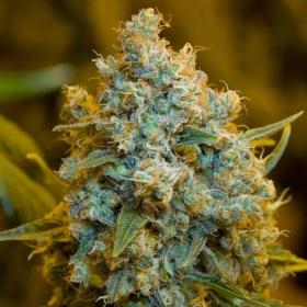 Critical Jack - SILENT SEEDS | TanieSianie.pl