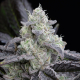 L.A Vanilla Cake - SILENT SEEDS | TanieSianie.pl