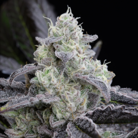 L.A Vanilla Cake - SILENT SEEDS | TanieSianie.pl