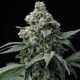 Bruce Banner - BARNEY'S FARM | TanieSianie.pl