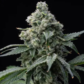 Bruce Banner - BARNEY'S FARM | TanieSianie.pl
