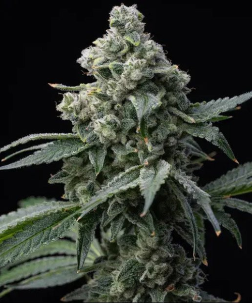 Bruce Banner - BARNEY'S FARM | TanieSianie.pl