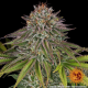 Critical Kush - BARNEY’S FARM | TanieSianie.pl