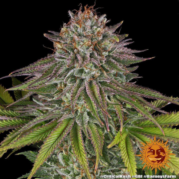 Critical Kush - BARNEY’S FARM | TanieSianie.pl