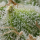 Bruce Banner - BARNEY'S FARM | TanieSianie.pl
