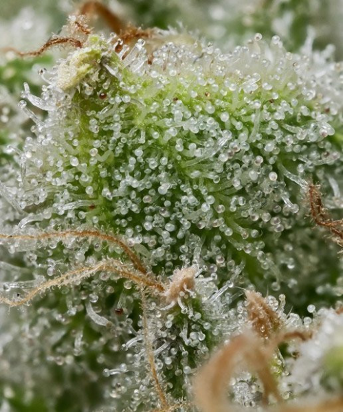 Bruce Banner - BARNEY'S FARM | TanieSianie.pl
