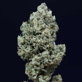 Critical + 2.0 Auto - SILENT SEEDS | TanieSianie.pl
