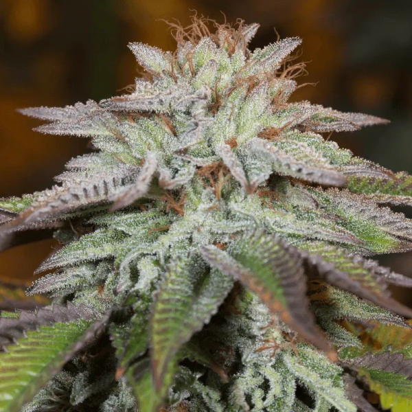 L.A. Vanilla Cake Auto - SILENT SEEDS | TanieSianie.pl