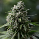 Critical + 2.0 - SILENT SEEDS | TanieSianie.pl
