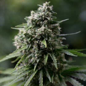 Critical + 2.0 - SILENT SEEDS | TanieSianie.pl