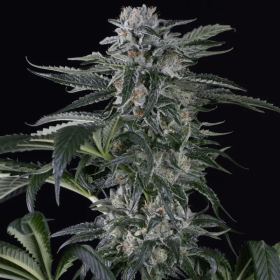 Moby Dick Auto - SILENT SEEDS | TanieSianie.pl