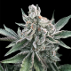Polar Gelato Auto - SILENT SEEDS | TanieSianie.pl