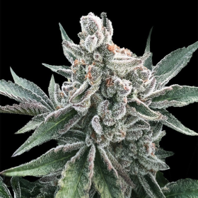 Polar Gelato Auto - SILENT SEEDS | TanieSianie.pl