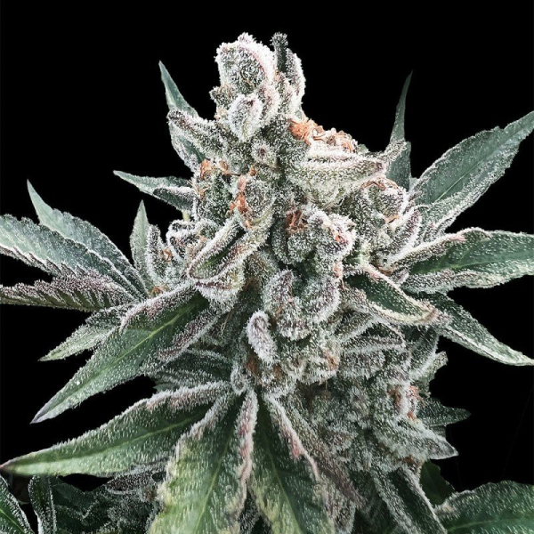 Polar Gelato Auto - SILENT SEEDS | TanieSianie.pl