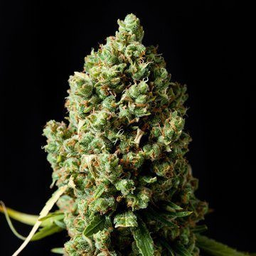 Critical Kush - BARNEY’S FARM | TanieSianie.pl