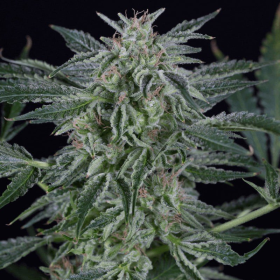 Critical Jack Auto - SILENT SEEDS | TanieSianie.pl