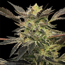 Pink Sunset Auto - SILENT SEEDS | TanieSianie.pl