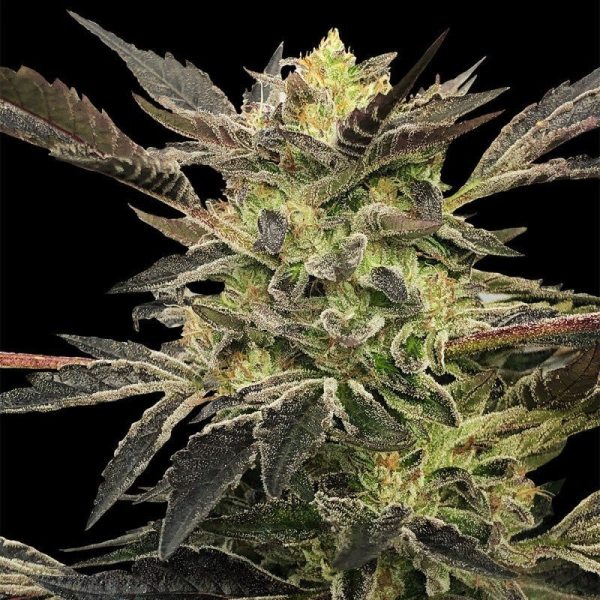 Pink Sunset Auto - SILENT SEEDS | TanieSianie.pl