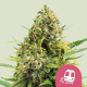 Trainwreck - ROYAL QUEEN SEEDS | TanieSianie.pl