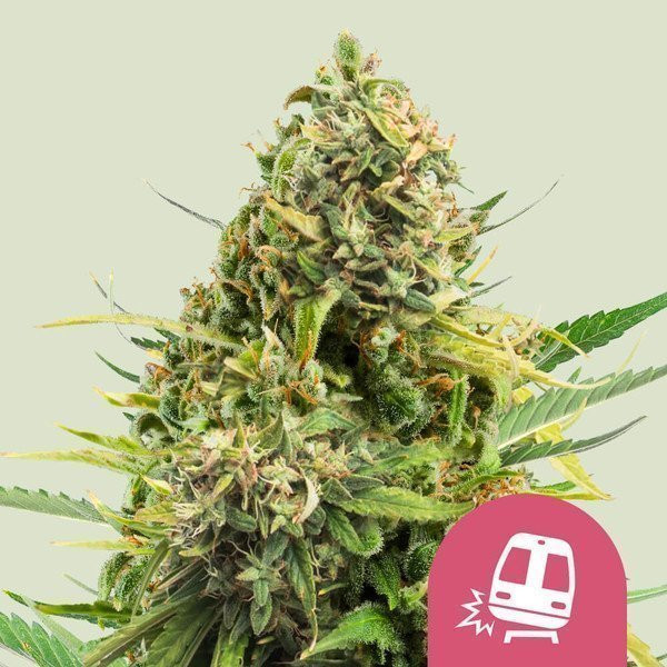 Trainwreck - ROYAL QUEEN SEEDS | TanieSianie.pl
