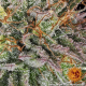 Critical Kush - BARNEY’S FARM | TanieSianie.pl