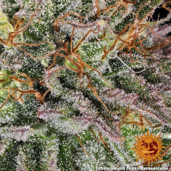 Critical Kush - BARNEY’S FARM | TanieSianie.pl