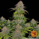 Critical Kush - BARNEY’S FARM | TanieSianie.pl