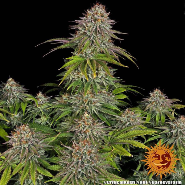Critical Kush - BARNEY’S FARM | TanieSianie.pl