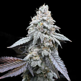 Garlic Budder Auto | TanieSianie.pl