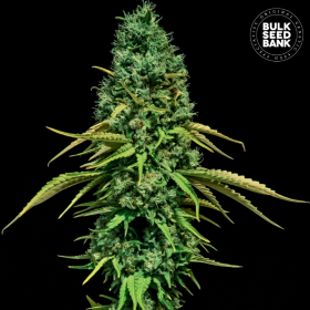 CBD Critical - BULK SEED BANK | TanieSianie.pl