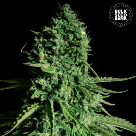 CBD Cheese - BULK SEED BANK | TanieSianie.pl