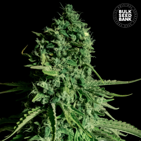 CBD Cheese - BULK SEED BANK | TanieSianie.pl