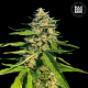 CBG Critical Mass - BULK SEED BANK | TanieSianie.pl