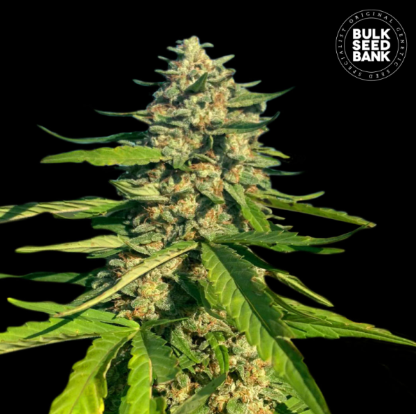 CBG Critical Mass - BULK SEED BANK | TanieSianie.pl
