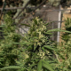 Skunk #11 - DUTCH PASSION | TanieSianie.pl