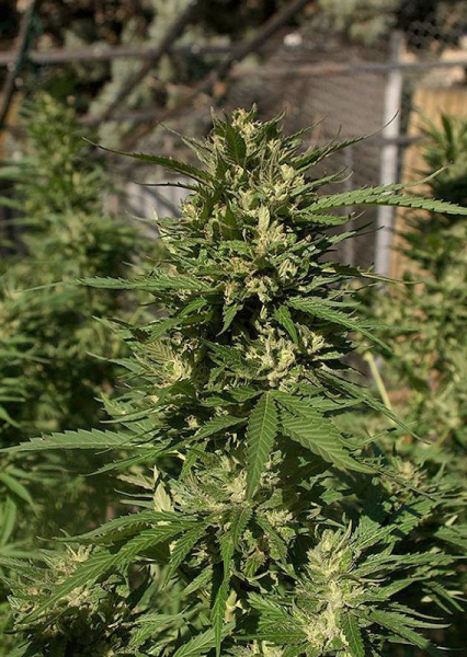 Skunk #11 - DUTCH PASSION | TanieSianie.pl